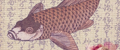 Koi Fish Meaning and Myth — Koi Story