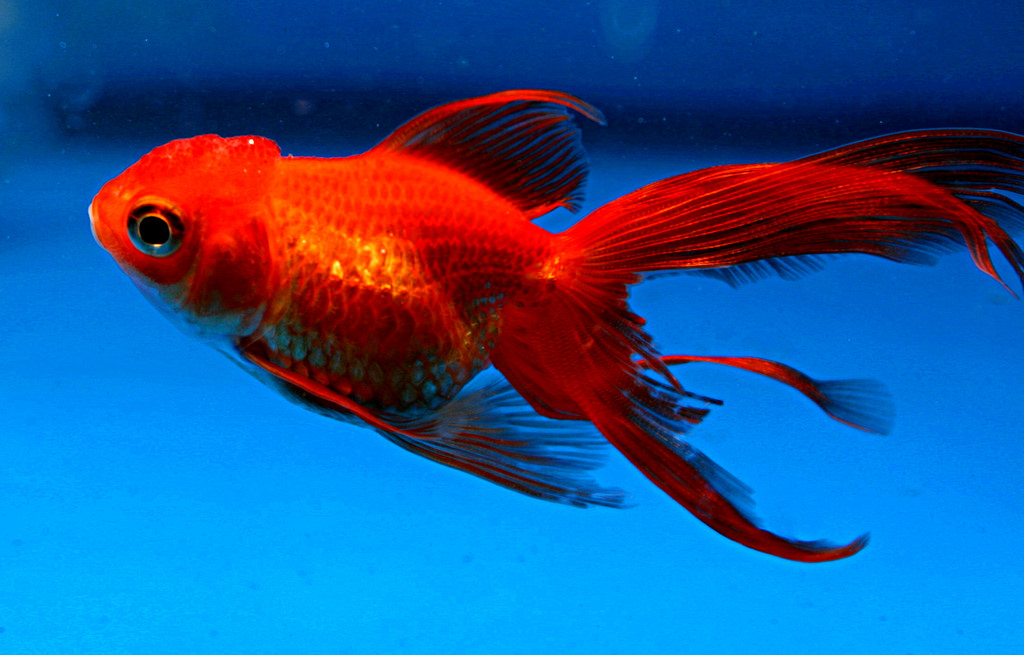 Koi vs Goldfish: Why are They so Similar? — Koi Story
