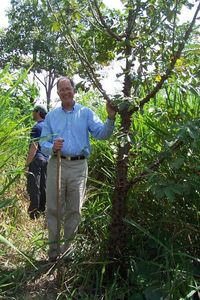 Photo: Advisory Board member Ned Symes stands with a spiny cedar tree in Panama
