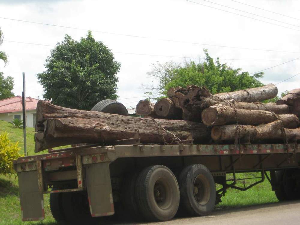 Photo of Cocobolo (rosewood) logs on their way to be milled into timber.
