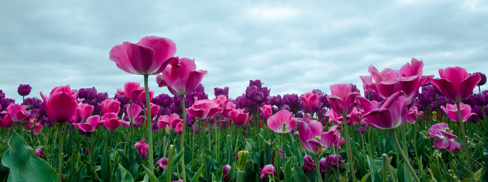  A panorama crop from a low angle at the top of a row of tulips. 