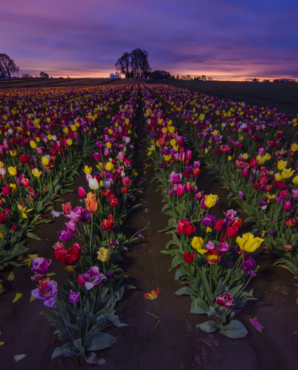  A shot before sunrise looking down some rows of various colored tulips. 