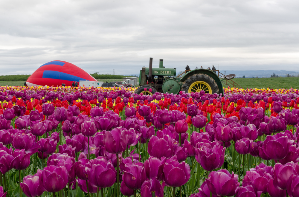  The second hot air balloon being inflated with a view of some tulips and a tractor. 