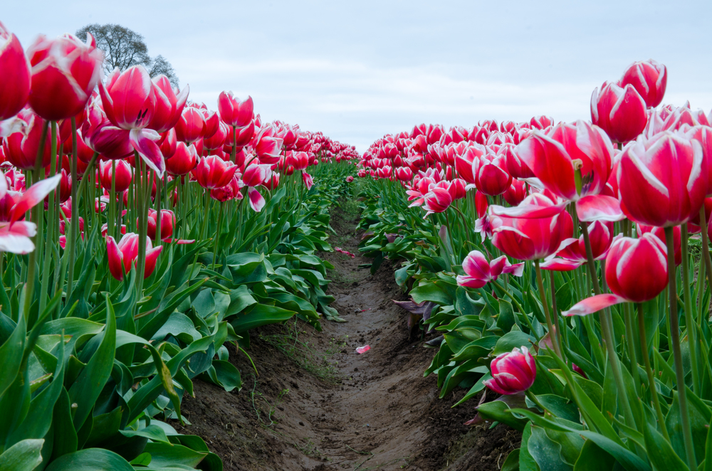  Look from down low between two rows of red/white tulips. 