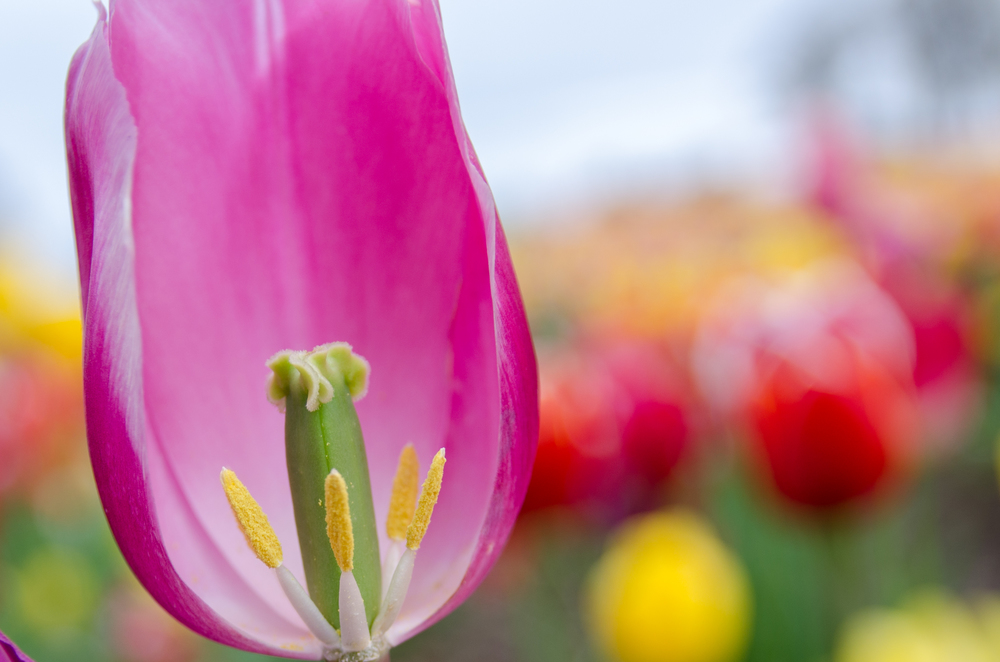  A closer shot of a pink tulip missing a pedal allowing a great view into the middle of it. 