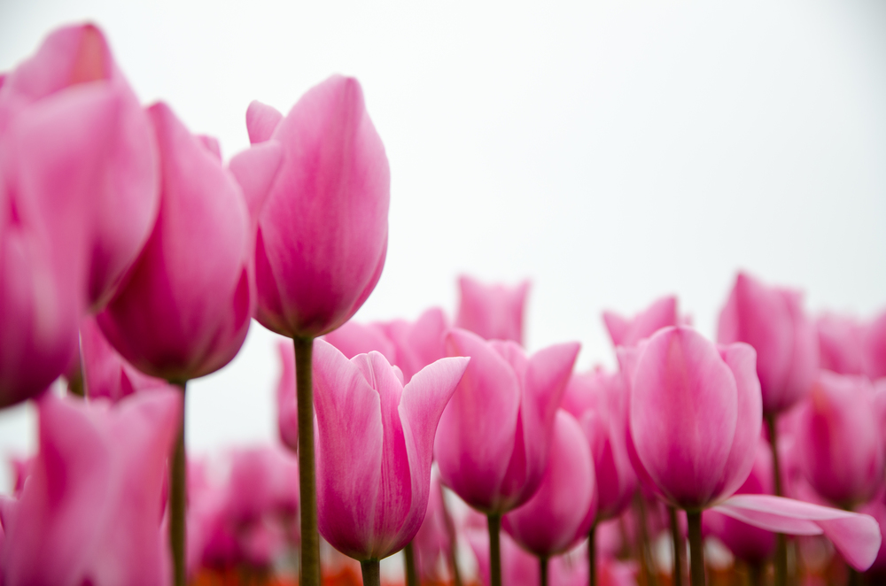  Closer shot of the top of pink tulips on a gray sky background and a shallow depth of field. 