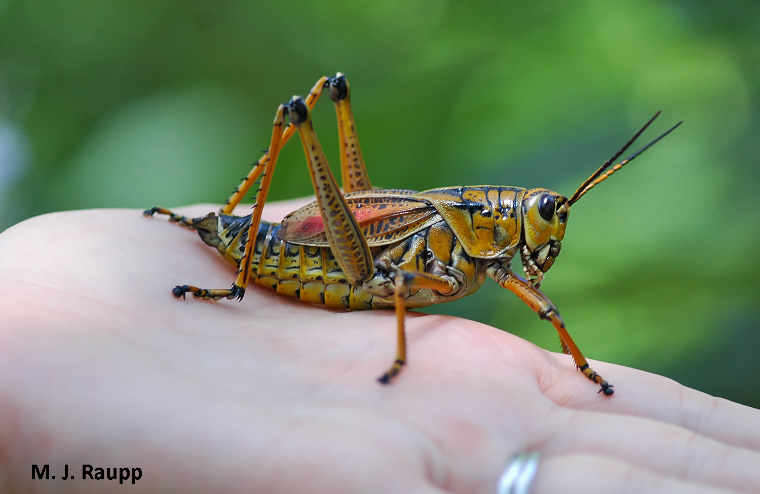 Destination Corkscrew Swamp Sanctuary Florida Mighty Defenses Of The Eastern Lubber Grasshopper Romalea Microptera Bug Of The Week,How To Grill Pork Chops