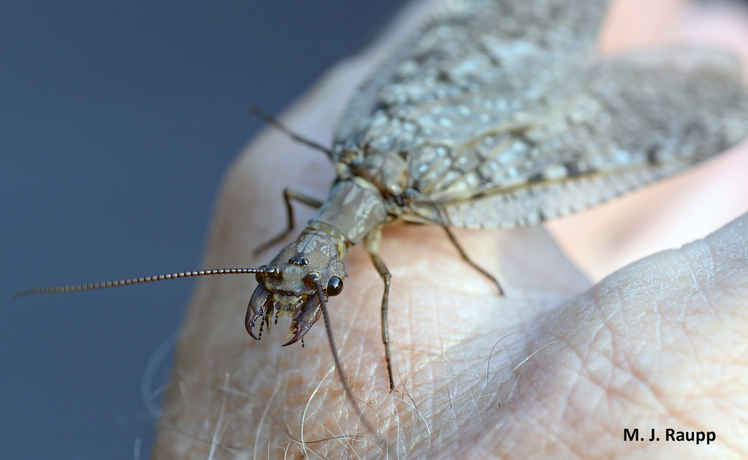 How a cool creepy insect warms up: Eastern Dobsonfly, Corydalus