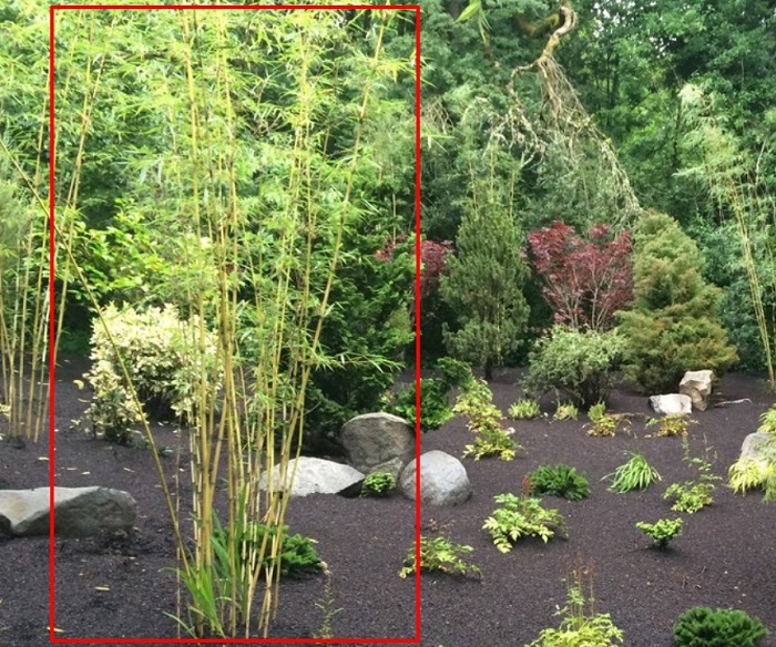 Planting Bamboo In Portland 3 Things To Know