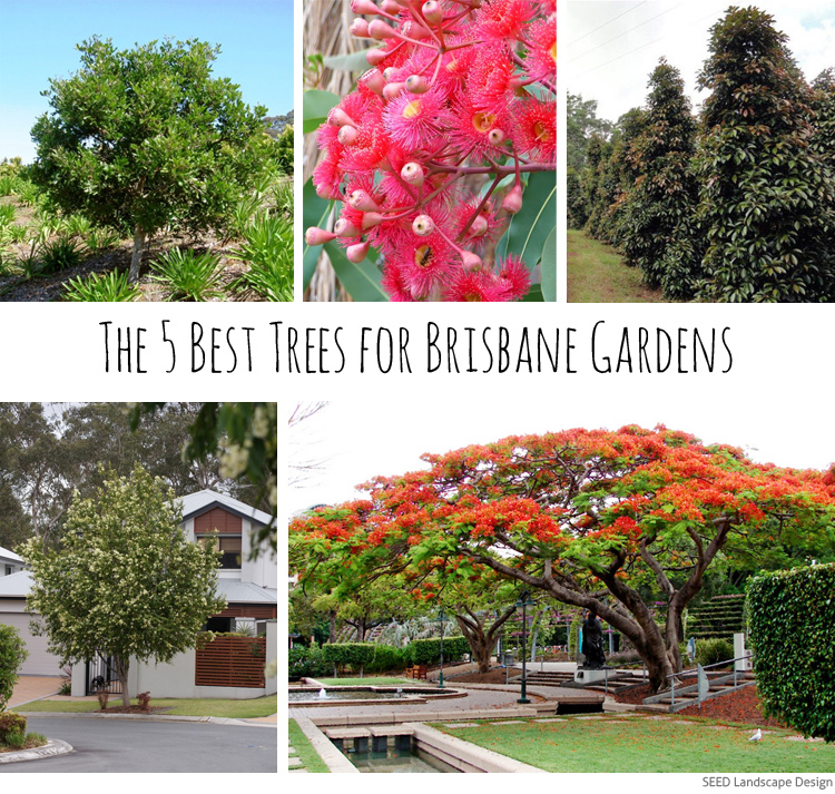 The 5 best trees for Brisbane gardens — SEED Landscape Design