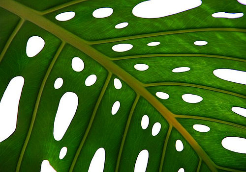 Leaf with holes