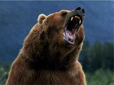 bear cranky