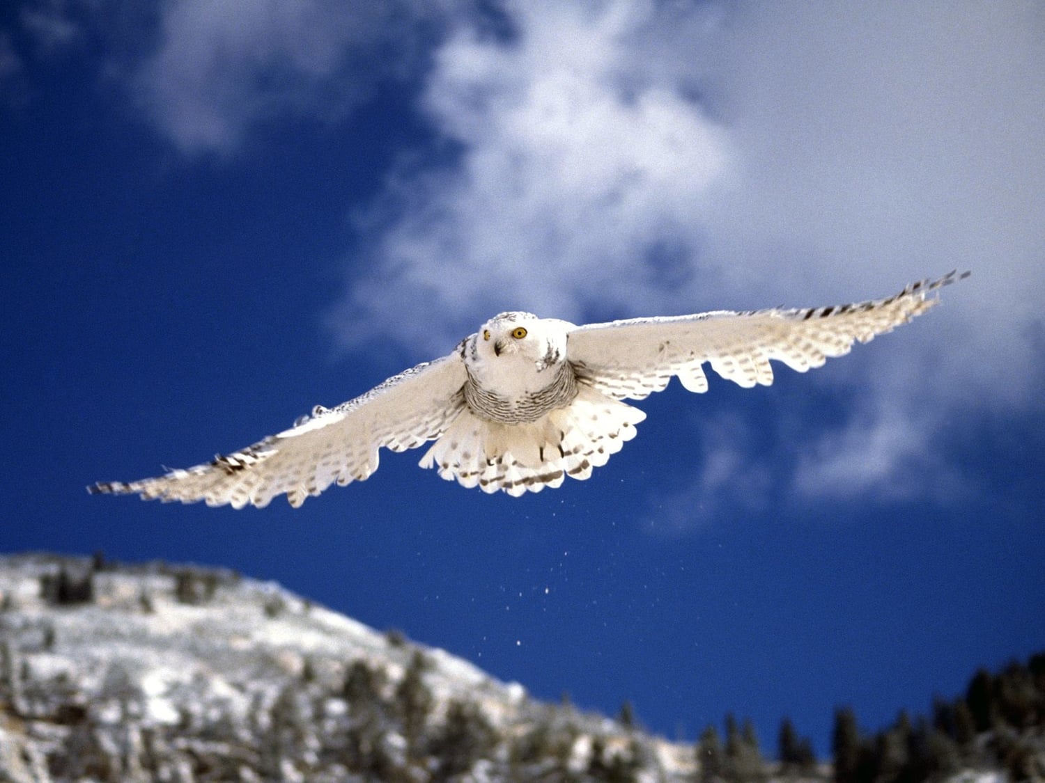 Snowy Owl's Medicine, Meaning, and Spiritual Significance