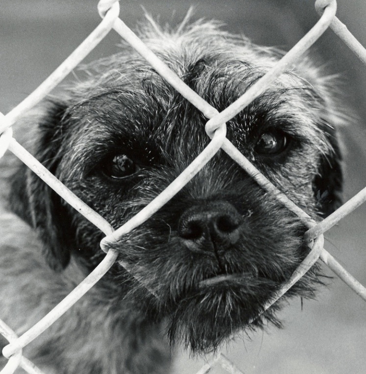 Why Veterinarians Shouldn't “Euthanize” Shelter Pets — Dr. Patty Khuly