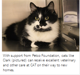 Petco Foundation Awards 30 000 To Cat Adoption Team Spot Magazine