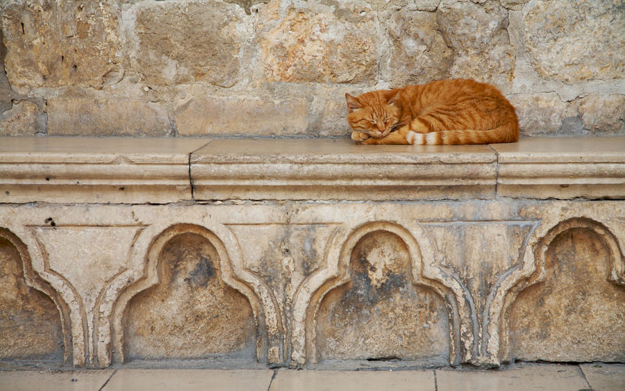 03-10-09-sleeping-cat-dubrovnik-croatia