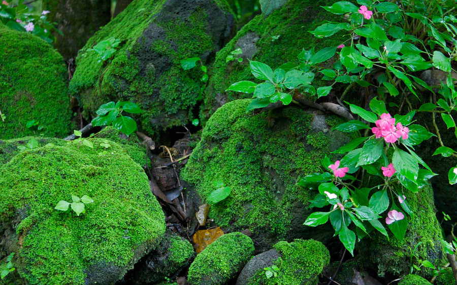 04-18-09-things-grow-on-rocks-there