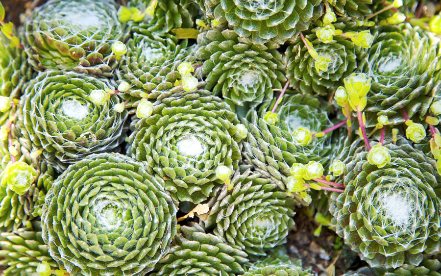 04-19-06-hens-and-chicks