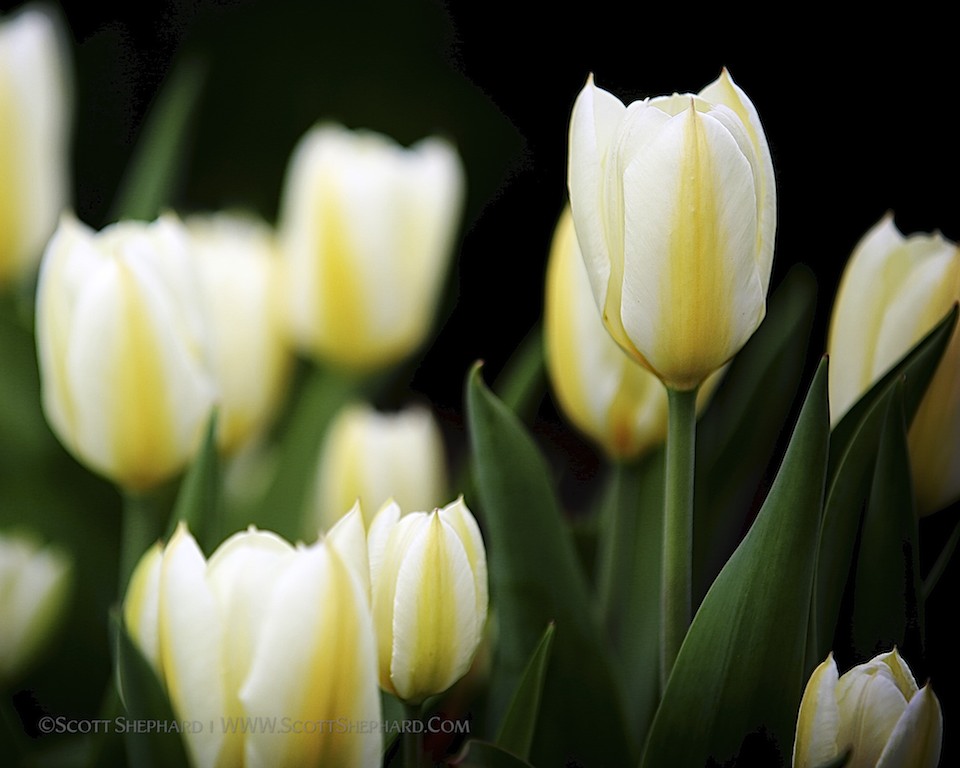 2013 05-17 Our Neighbor's Tulips I by Scott Shephard