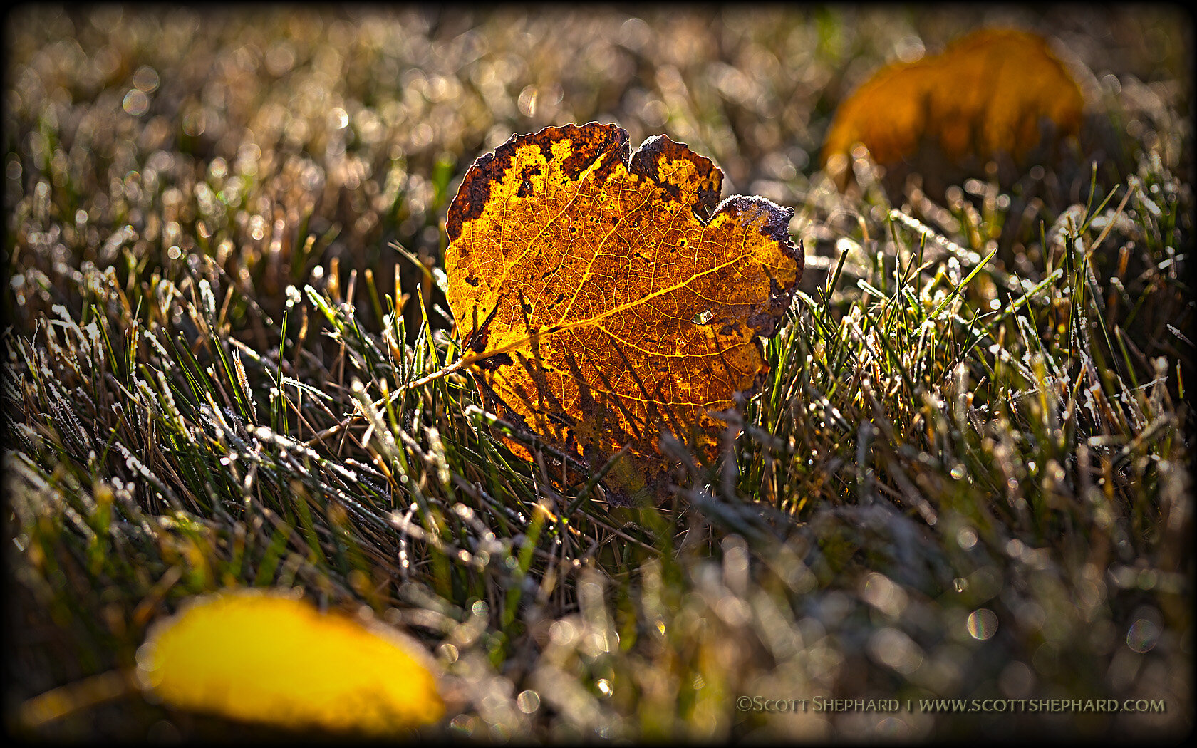 2011 10-30 Aspen Leaf