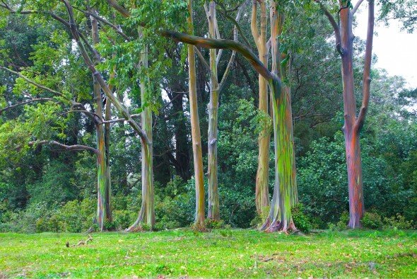 Eucalyptus trees on the island of Maui, Hawaii