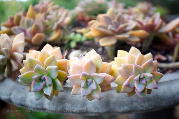 Pastel colored succulent plants