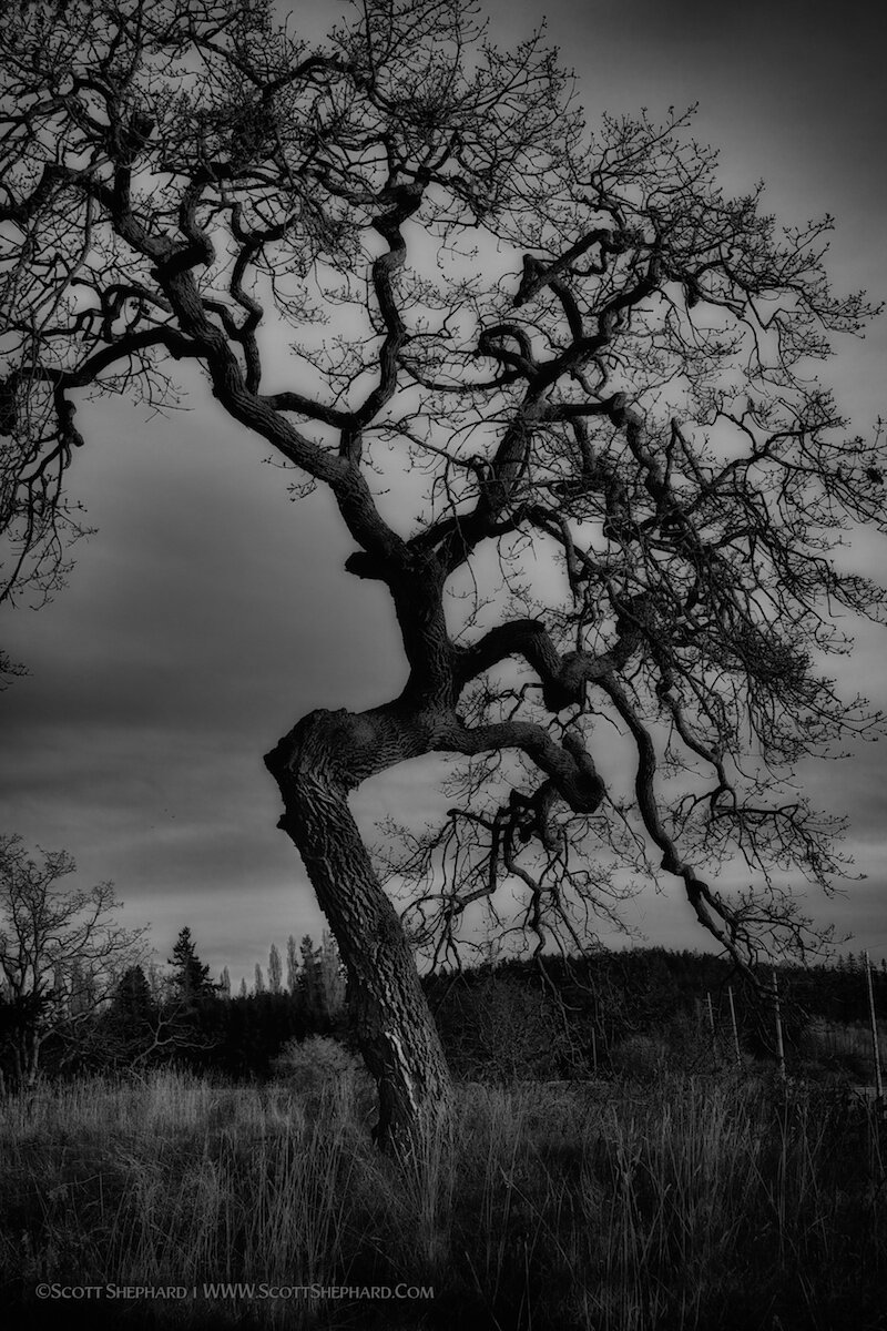 Twisted Tree, San Juan Island, Washington