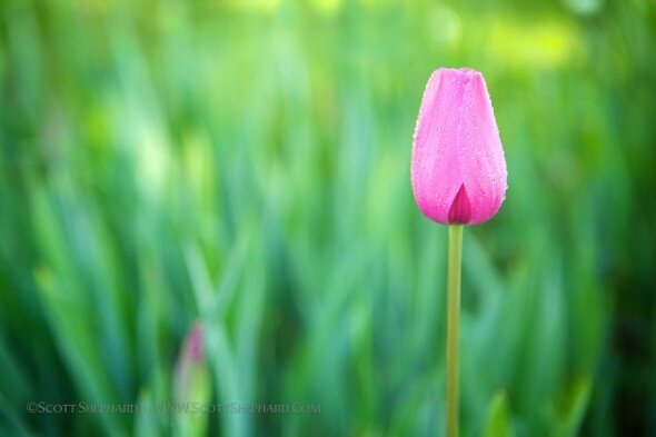 Single, pink tulip photographed by Watertown, South Dakota, nature photographer Scott Shephard
