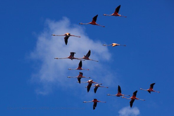 A flock of flamingos photographed by Scott Shephard