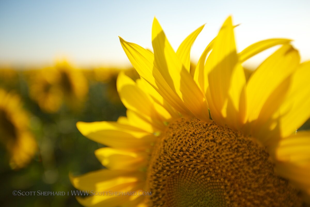 Sunflowers by Scott Shephard