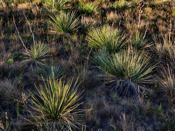 Wild yucca plants growing in central South Dakota photographed by Watertown nature photographer Scott Shephard