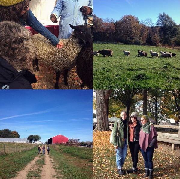 New York Sheep and Wool Festival, Rhinebeck 2015