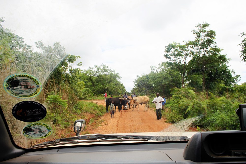 on one of the 'short cuts' - stopping for cattle herds is common on the bush roads