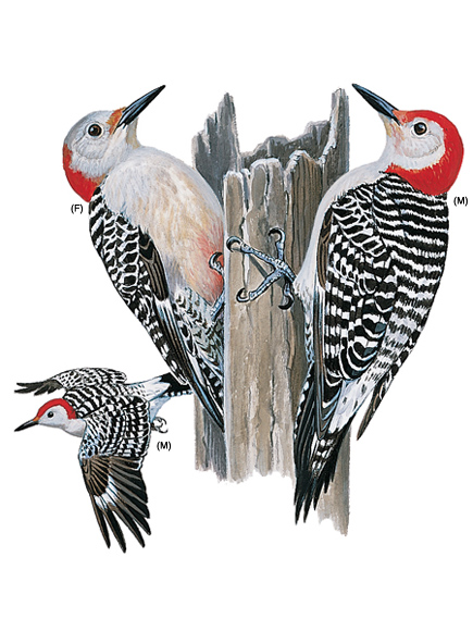 vi diskret Fuld Bird Profile: Red-bellied Woodpecker — Bloom