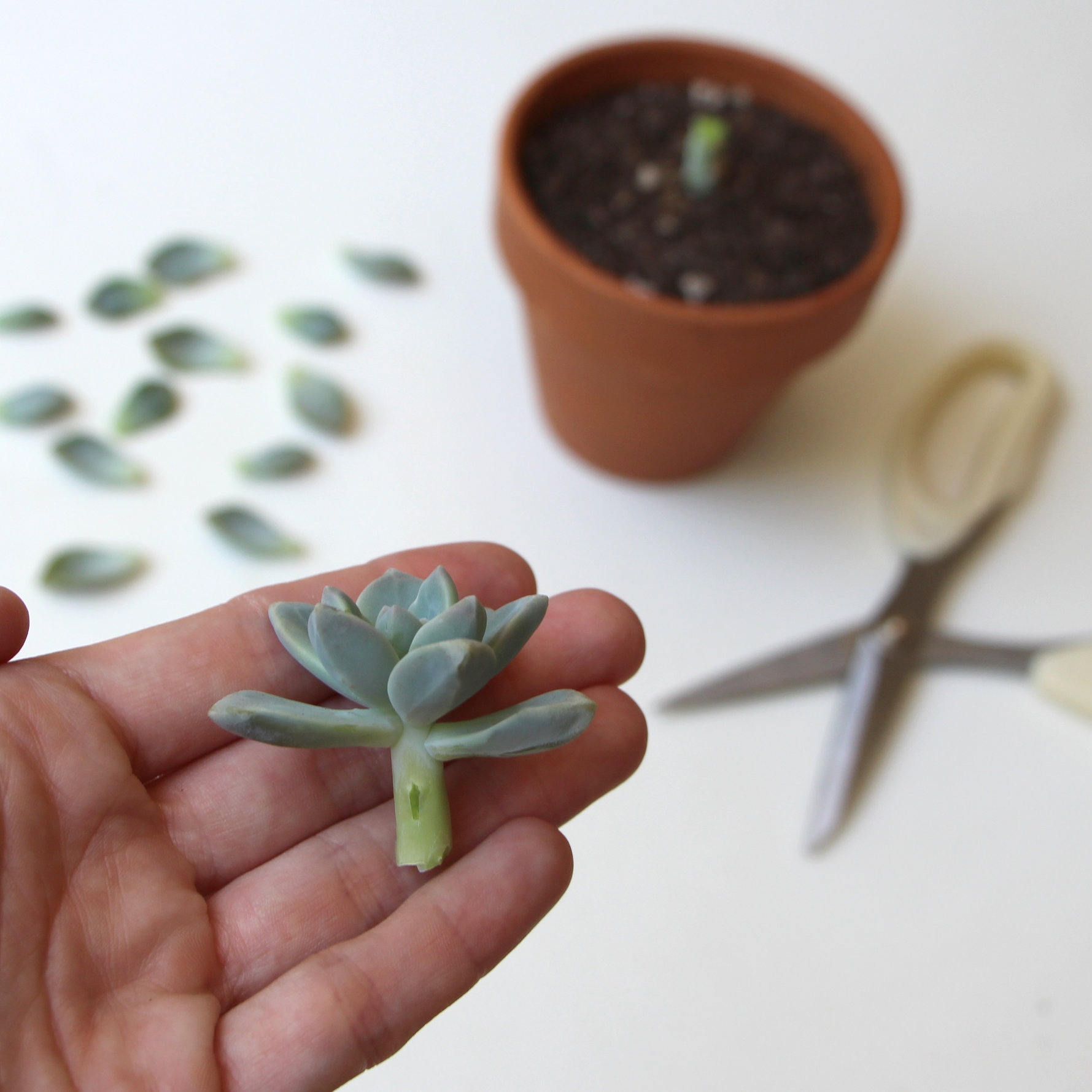 Propagating Succulents Needles Leaves