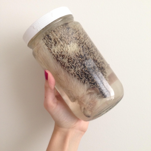 WET SPECIMENS - A GENERAL GUIDE — mickey alice kwapis