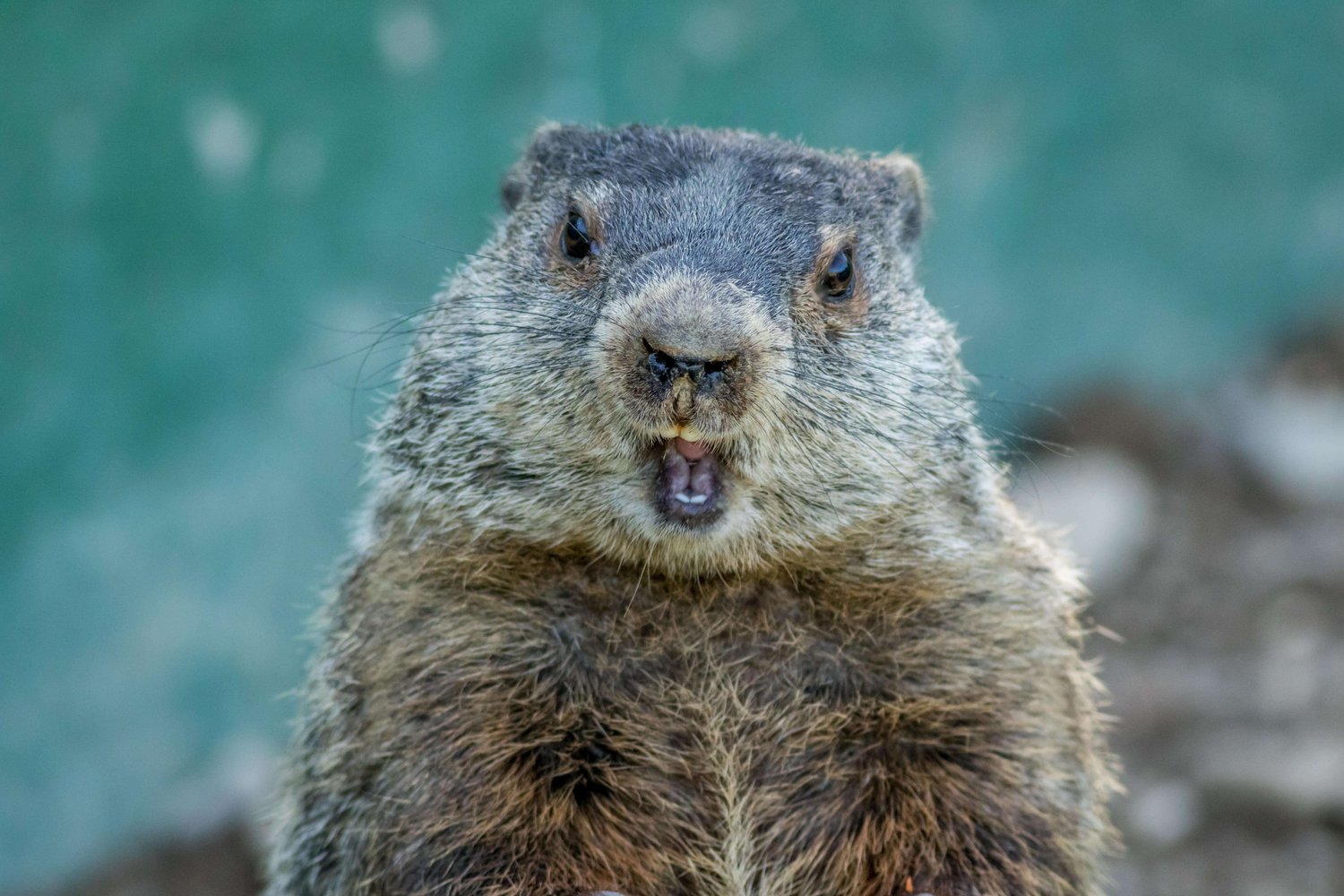 image of Groundhog Symbolism: 9 Spiritual Meanings of Groundhogs — Amanda Linette Meder