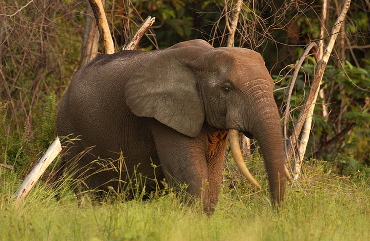 Gabon-elephant.jpg