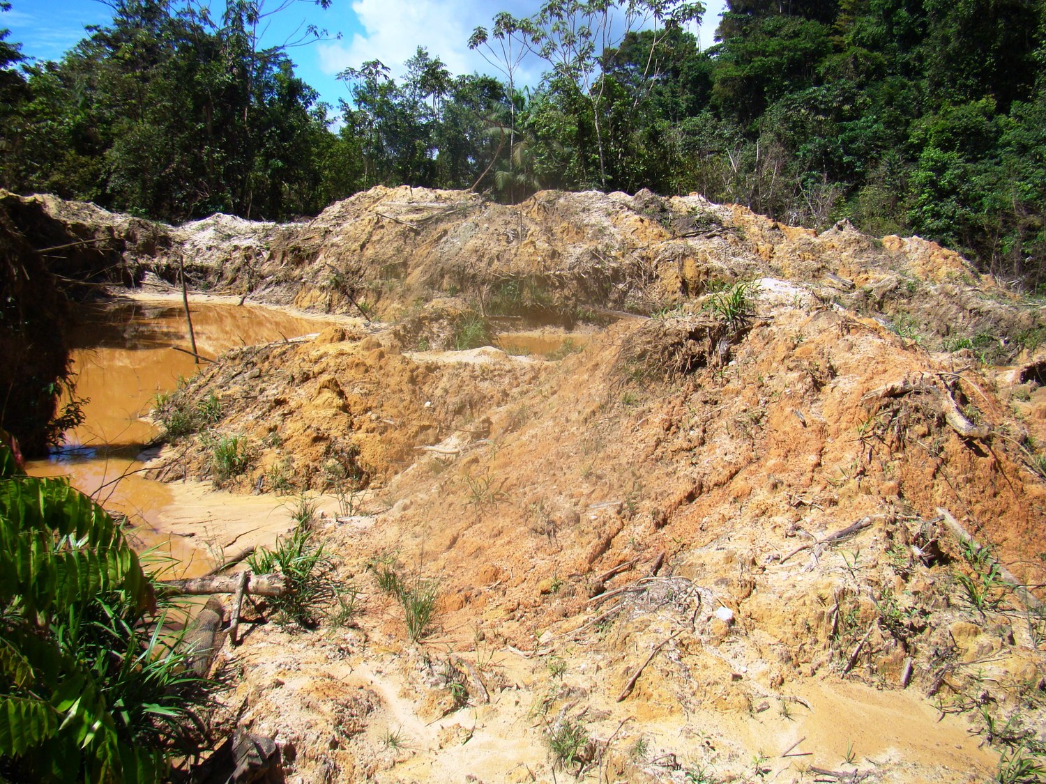 The scars of illegal gold mining in Suriname, South America (photo by William Laurance)