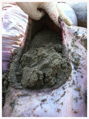 sand filling the large intestine of a horse