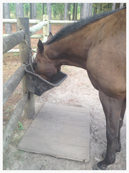 Using mats or plywood under a feeder can prevent a horse from dropping grain into sandy soil.