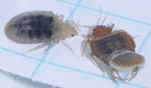 Better Bed Bug Blog: information, Canadian news, bed bug products and ...