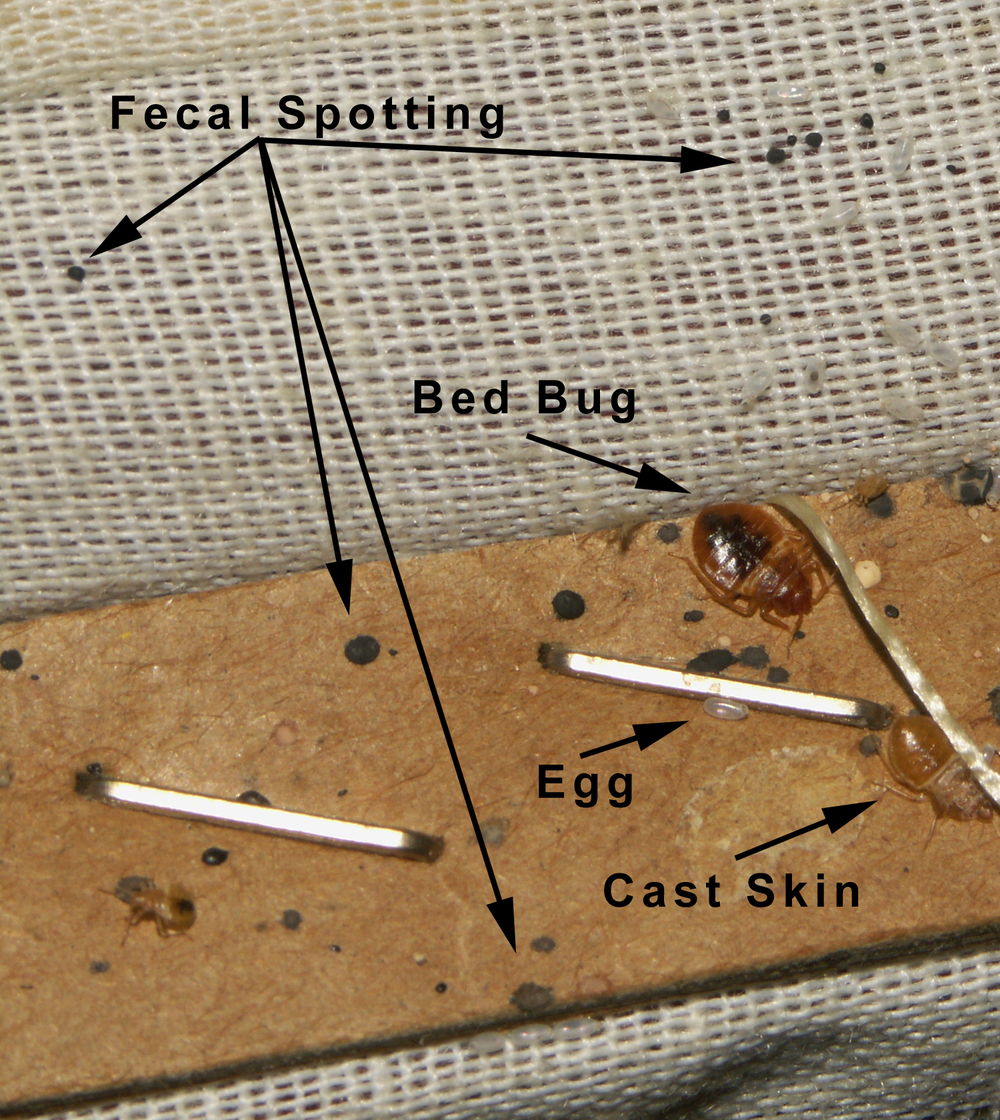 Bed Bug Cues and Miscues â€” Bed Bug Mutts