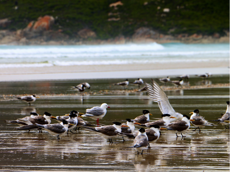 A flock of crested terns on the beach at Oberon Bay. Image: Lauren Hall