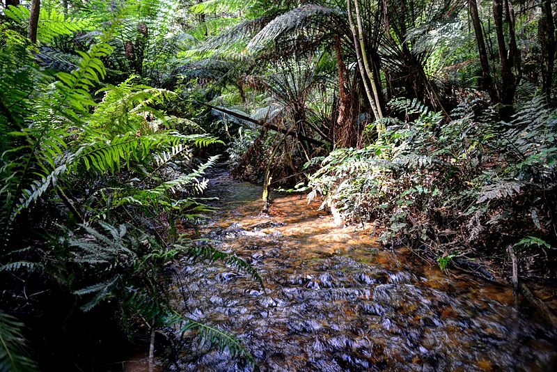 Toolangi State Forest - a living example of Miocene rainforest. Image courtesy of Peter Campbell [CC BY-SA 3.0], via Wikimedia Commons. 