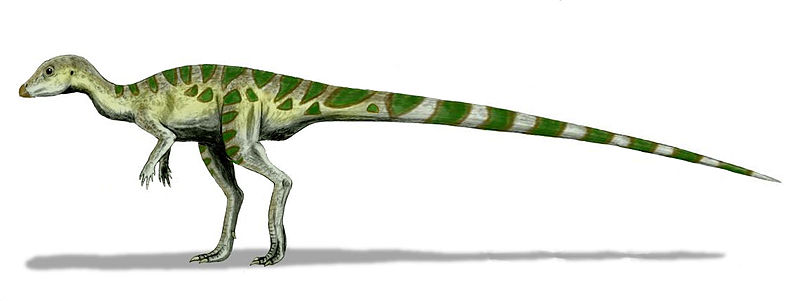 Leaellynasaura would once have found habitat not far from Cape Otway. Image courtesy of Nobu Tamura [CC BY 3.0], from Wikimedia Commons. 