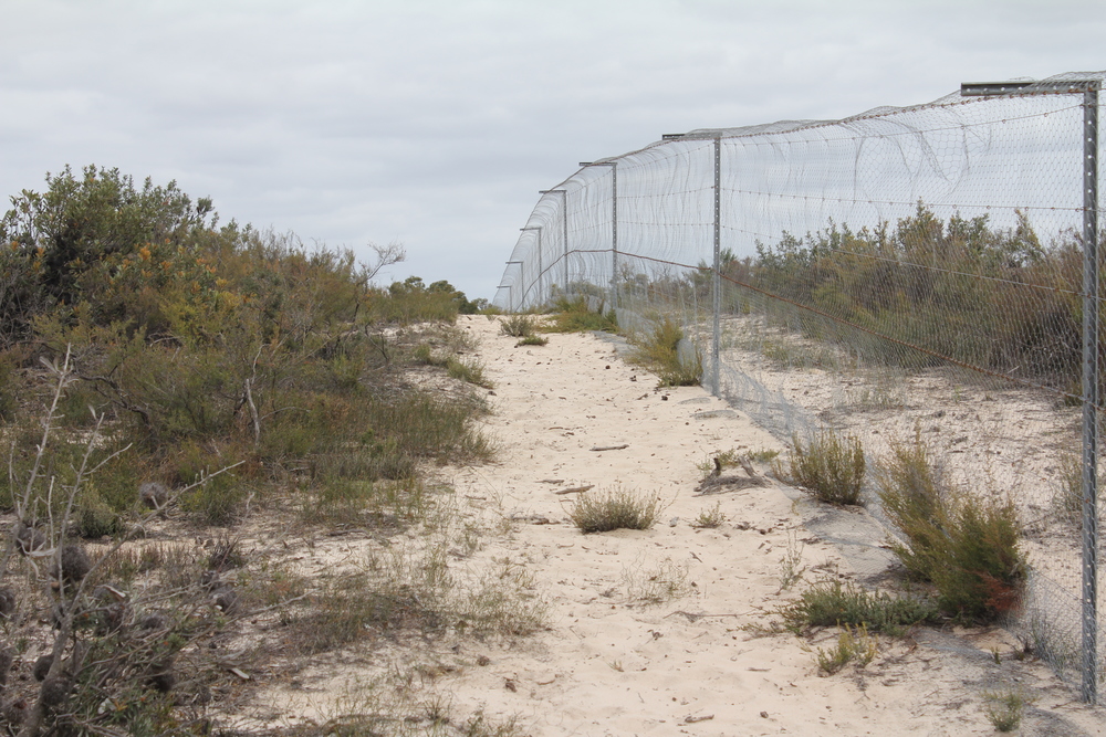  The Little Desert Nature Lodge's predator-proof fences will keep the rewilded species safe from invasive predators, as well as provide a controlled environment in which to conduct the management experiments. Image: Billy Geary 
