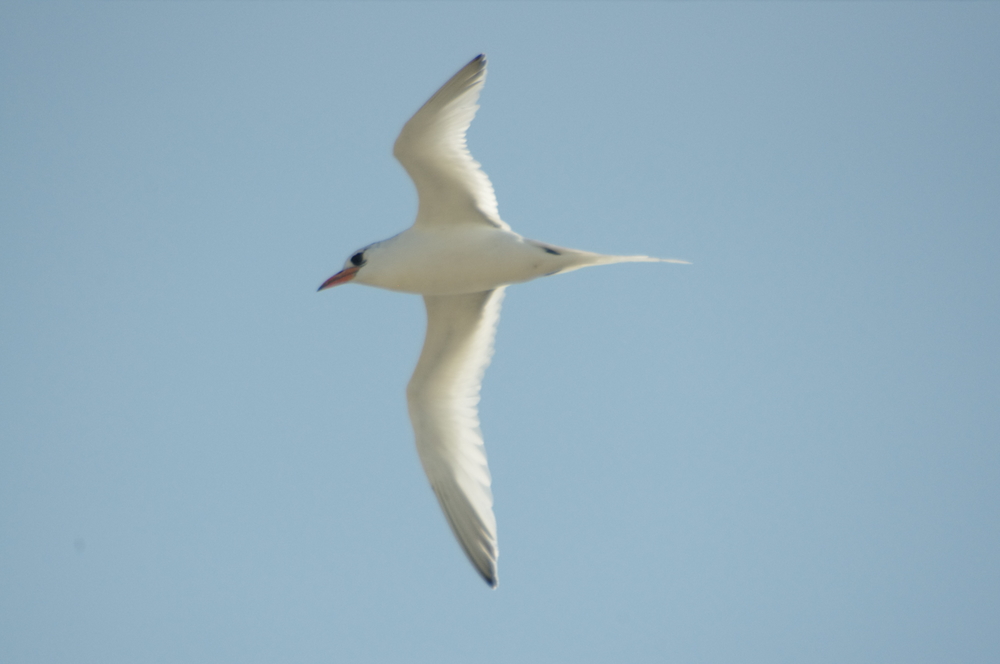  There is currently a submission being reviewed by BirdLife Australia's Rarities Committee to verify that this is a genuine Red-billed Tropicbird. If accepted, this will become only the second record of this species in Australia. Photo: Rowan Mott.  