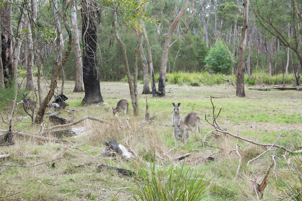  How often do you stop to gaze at the eastern grey kangaroos so characteristic of Victorian landscapes? Image: Alex Mullarky 