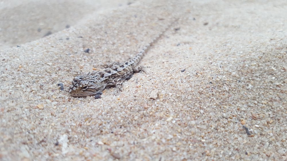 Watch out for creatures like this little dragon on your run! Image: Cathy Cavallo.